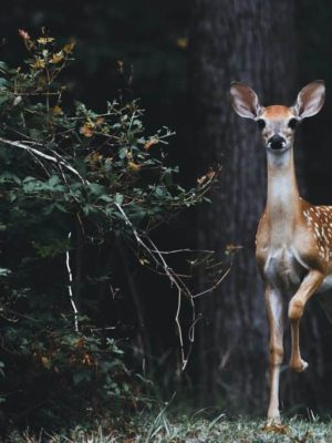 the-healing-power-of-nature-baby-deer-1024x683